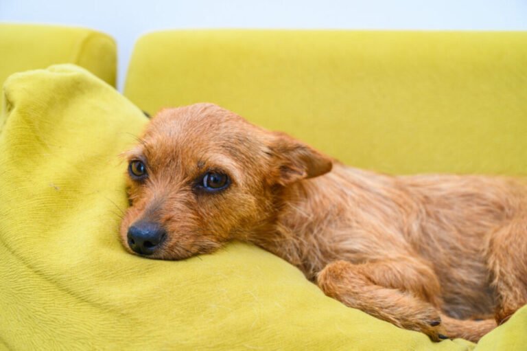 Why Do Dogs Tuck Their Paws? Common Reasons, Meanings, and When to Be Concerned