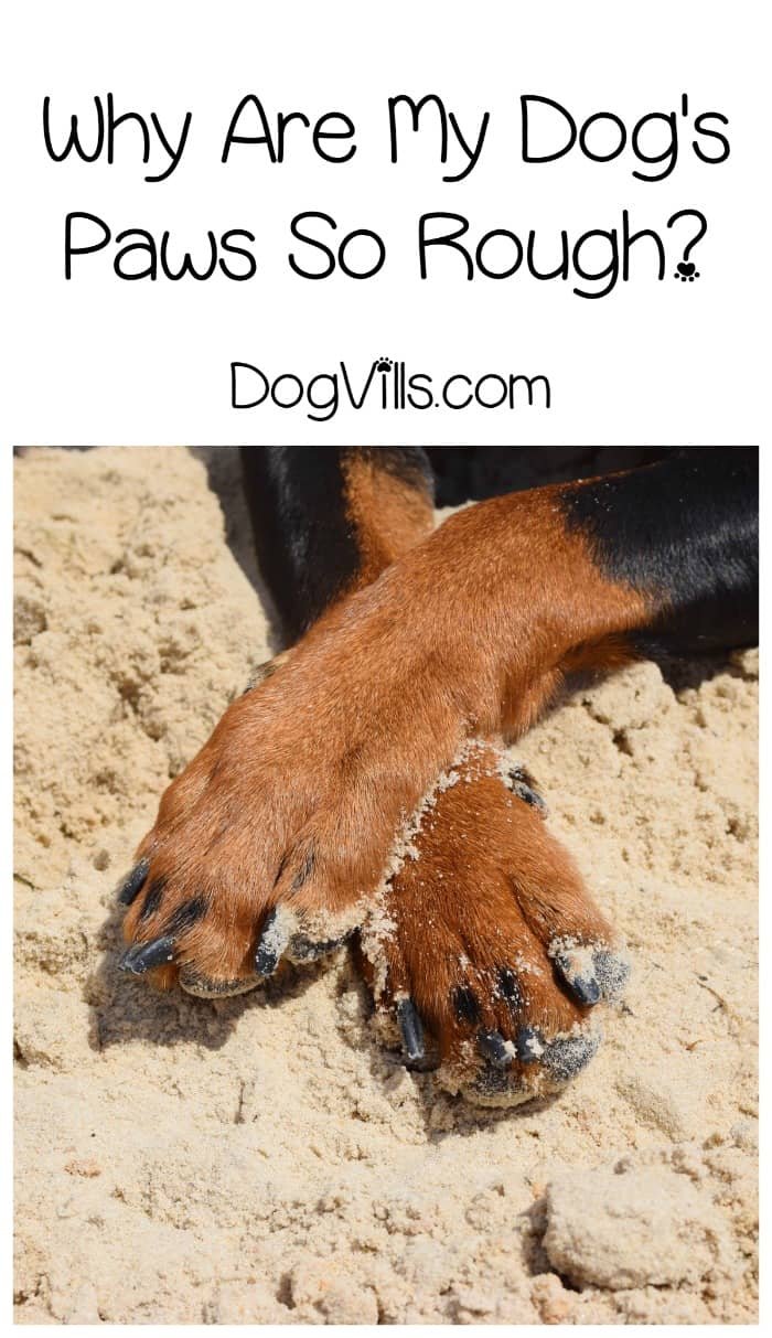 Why Are My Dog's Paws So Rough? Causes, Treatment, and When to See a Vet
