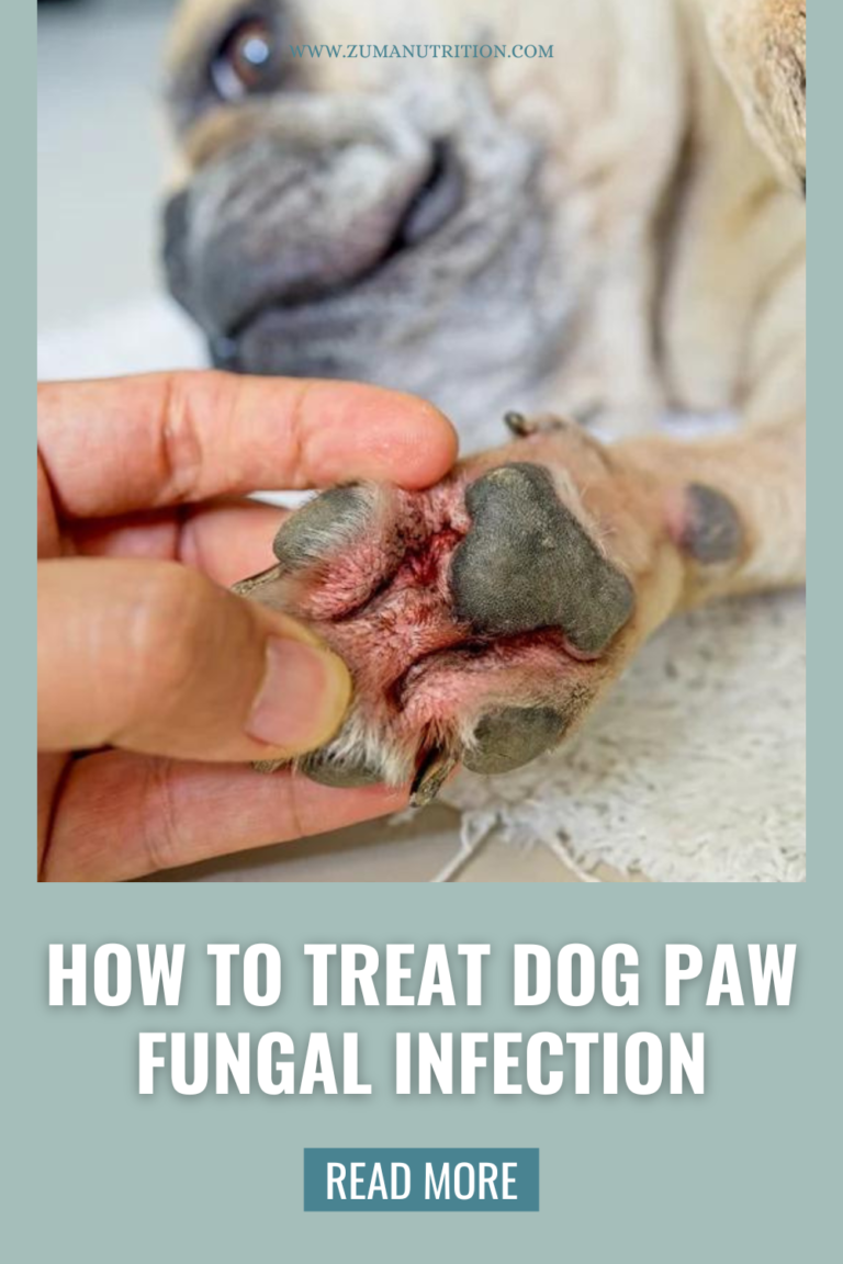How to Treat Dog Paw Fungus
