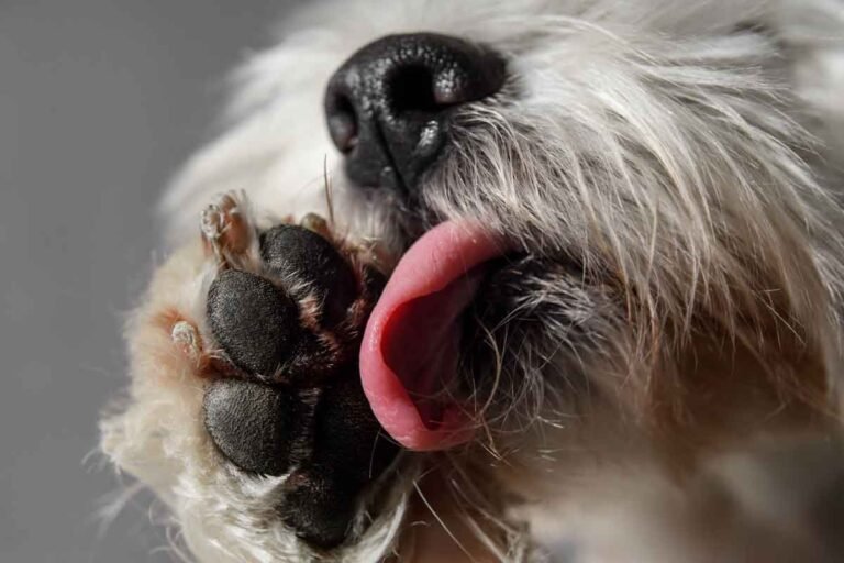 Why Do Dogs Lick and Chew Their Paws? Causes, Signs, and What to Do