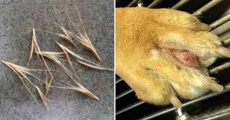 How to Tell If Your Dog Has a Foxtail in Its Paw
