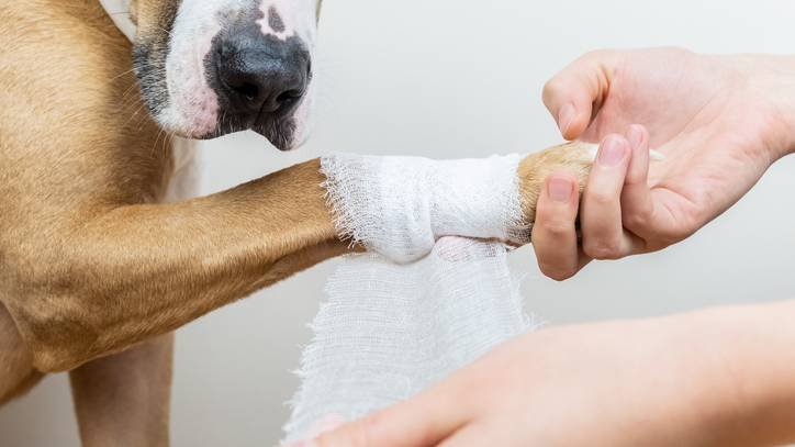 How Long Do Burnt Dog Paws Take to Heal? Recovery Timeline, Treatment, and Warning Signs
