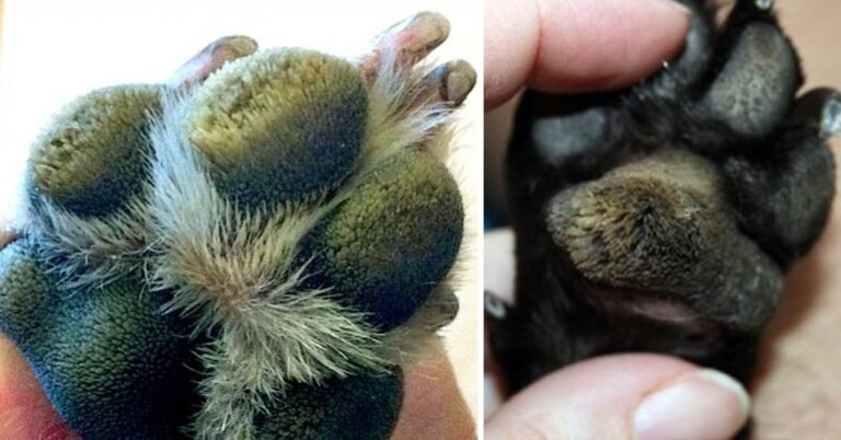 Why Are My Dog's Paws Peeling? Causes, Treatment, and When to See a Vet