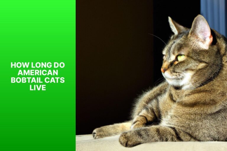 How Long Do American Bobtail Cats Live? Average Lifespan, Health Factors, and Care Tips