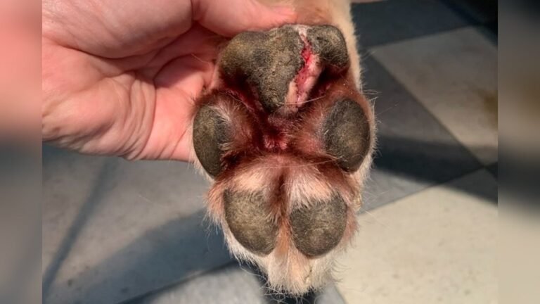 How to Treat a Deep Cut on Dog Paw