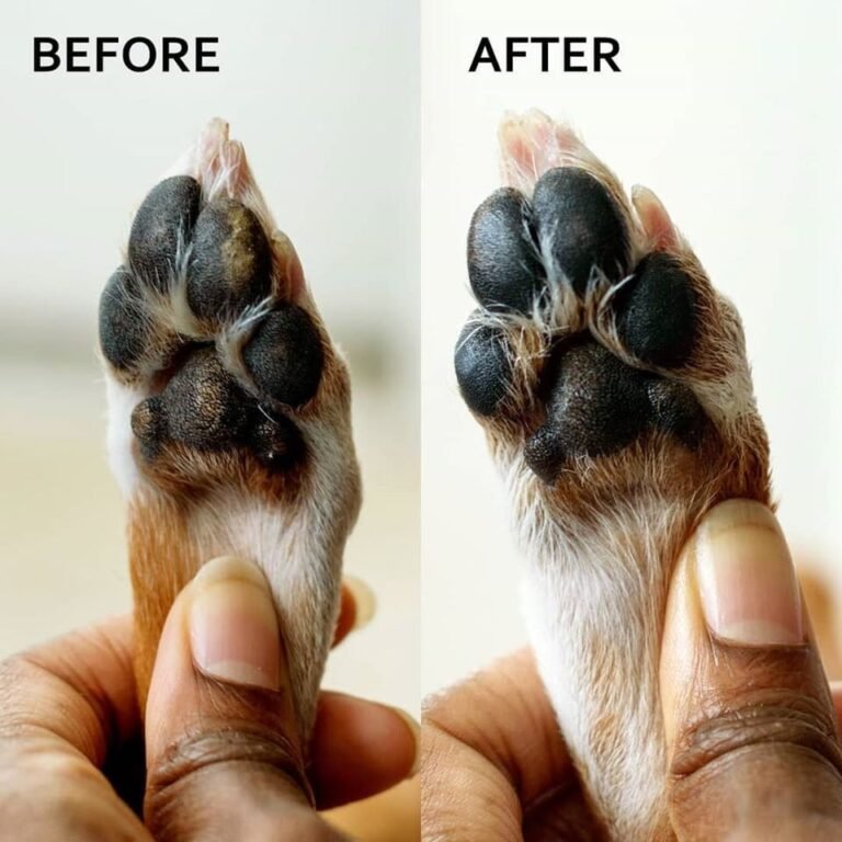How Often to Moisturize Dog Paws