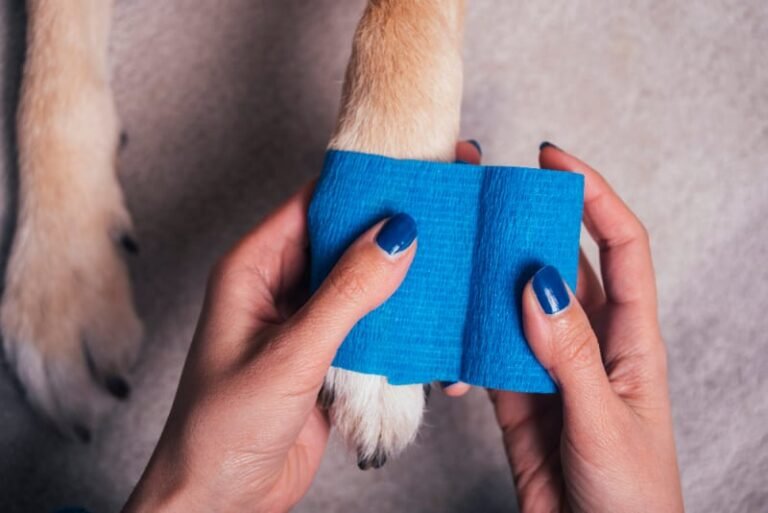 How to Treat a Torn Paw Pad on Dog