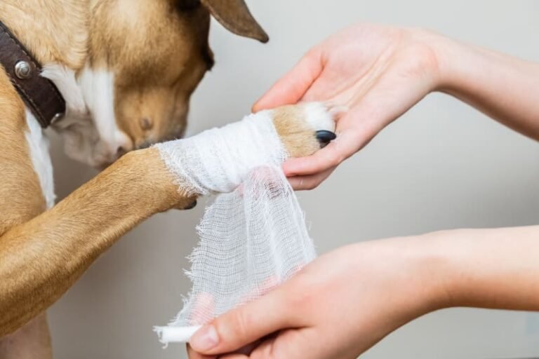 How Long Does a Dog's Cut Paw Take to Heal? Complete Healing Timeline and Care Guide