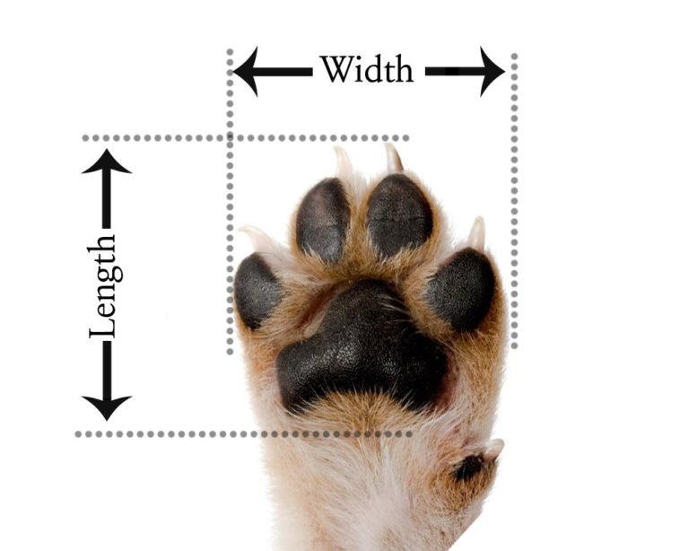 How to Measure Dog Paws