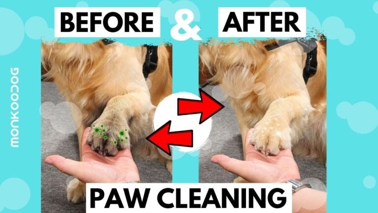 How to Clean Stained Dog Paws