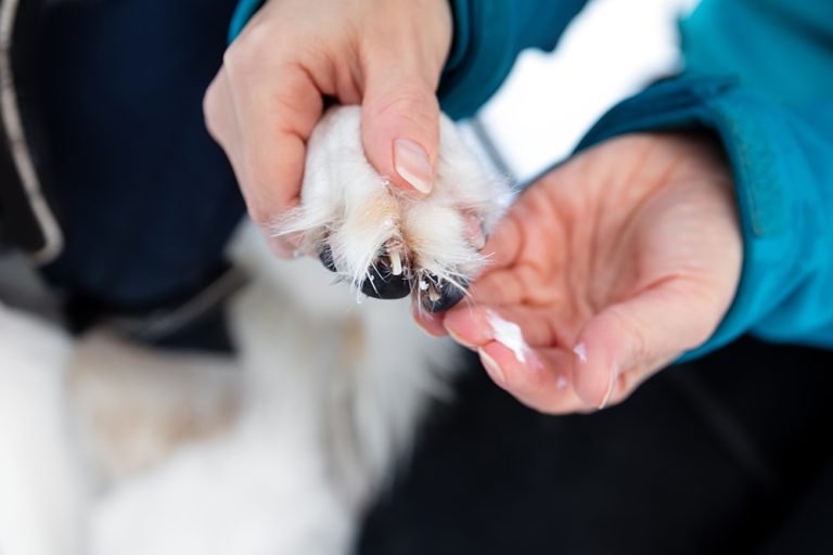 How to Keep Dog Paws From Cracking