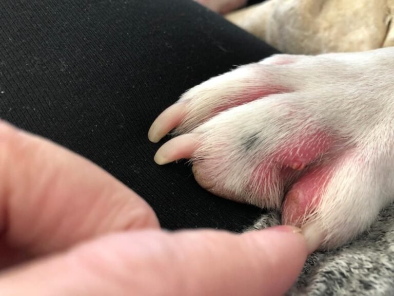 Why Are My Dog's Paws Red Between the Toes? Causes, Treatment, and When to See a Vet