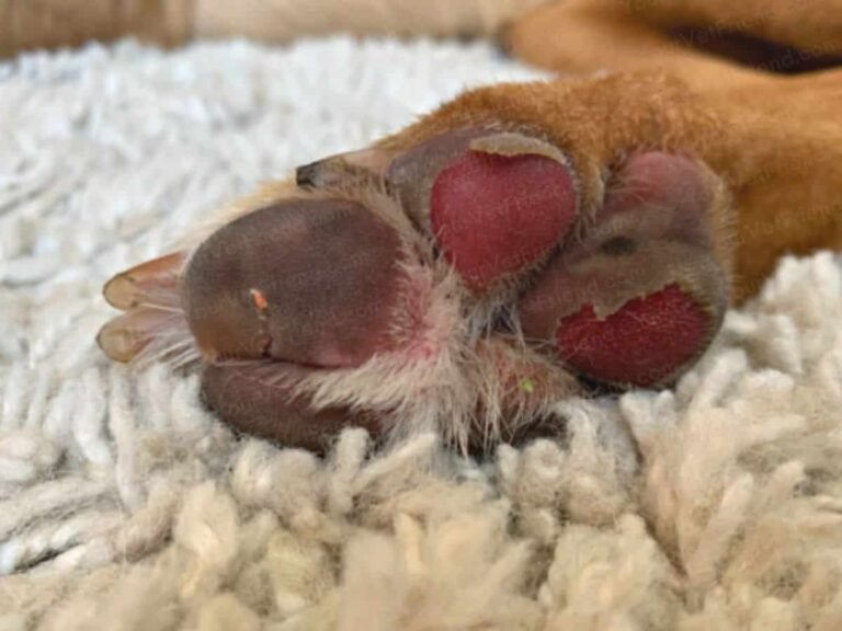 How to Treat Split Dog Paw Pads