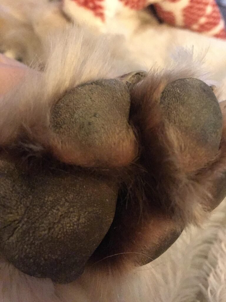 Why Are My Dog's Paws Yellow? Causes, Signs, and What to Do