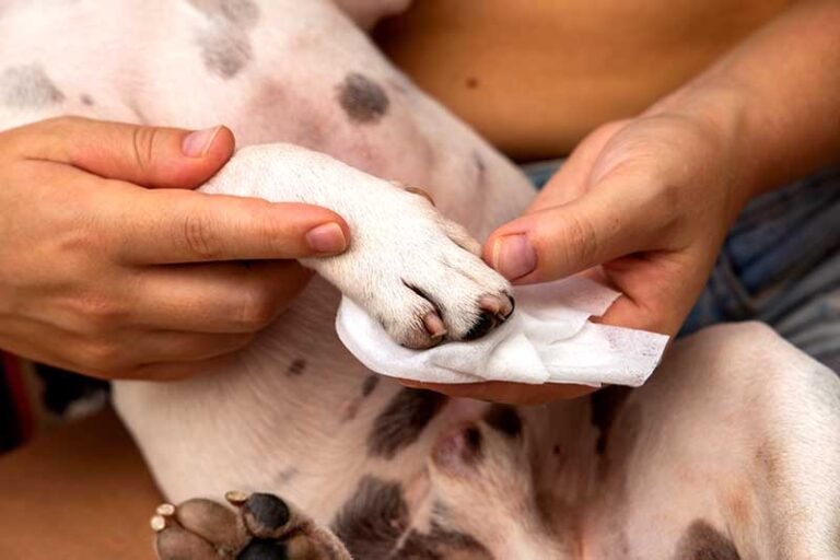 How to Clean White Dog Paws